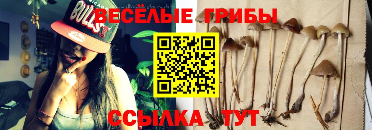 Сочи  Псилоцибиновые грибы Psilocybe  Вход с VPN 